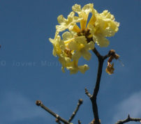 Yellow Poui (Tabeuia ochracea).