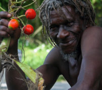 Calypsonians in Limón